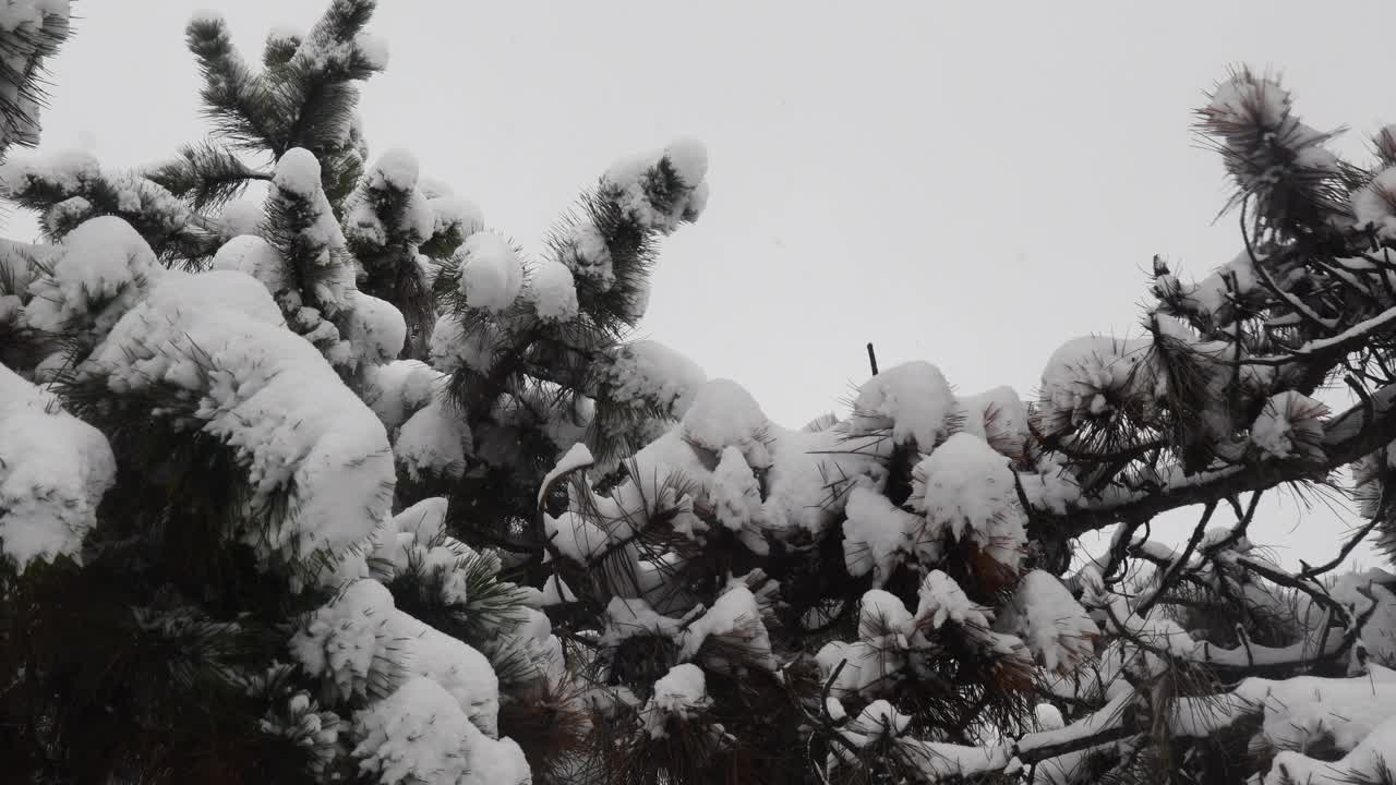 从苍翠的针叶树下俯瞰秋雪中的松树视频素材