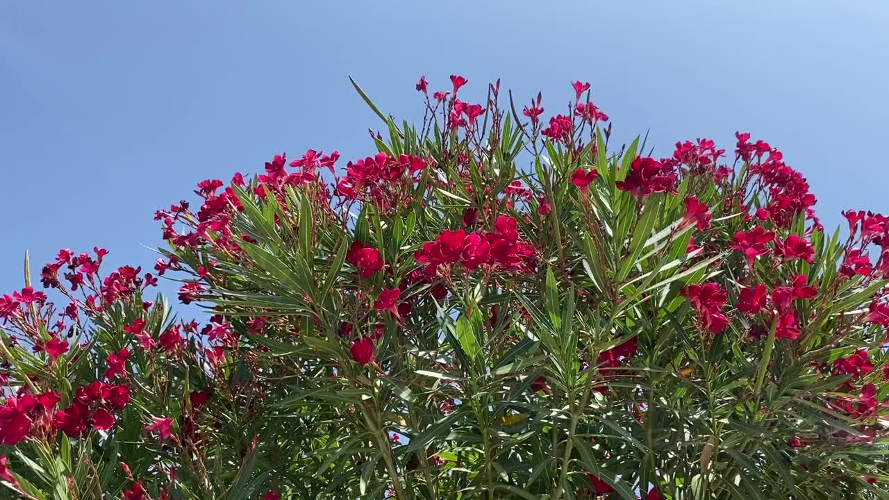 红色夹竹桃花在花园里。粉红色的杜鹃花映衬着蓝色的天空。夏天热带大自然色彩缤纷。美丽的热带丛林中。视频素材