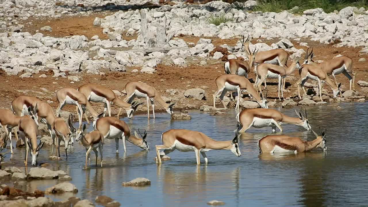 纳米比亚Etosha国家公园，跳羚在水坑里饮水视频素材