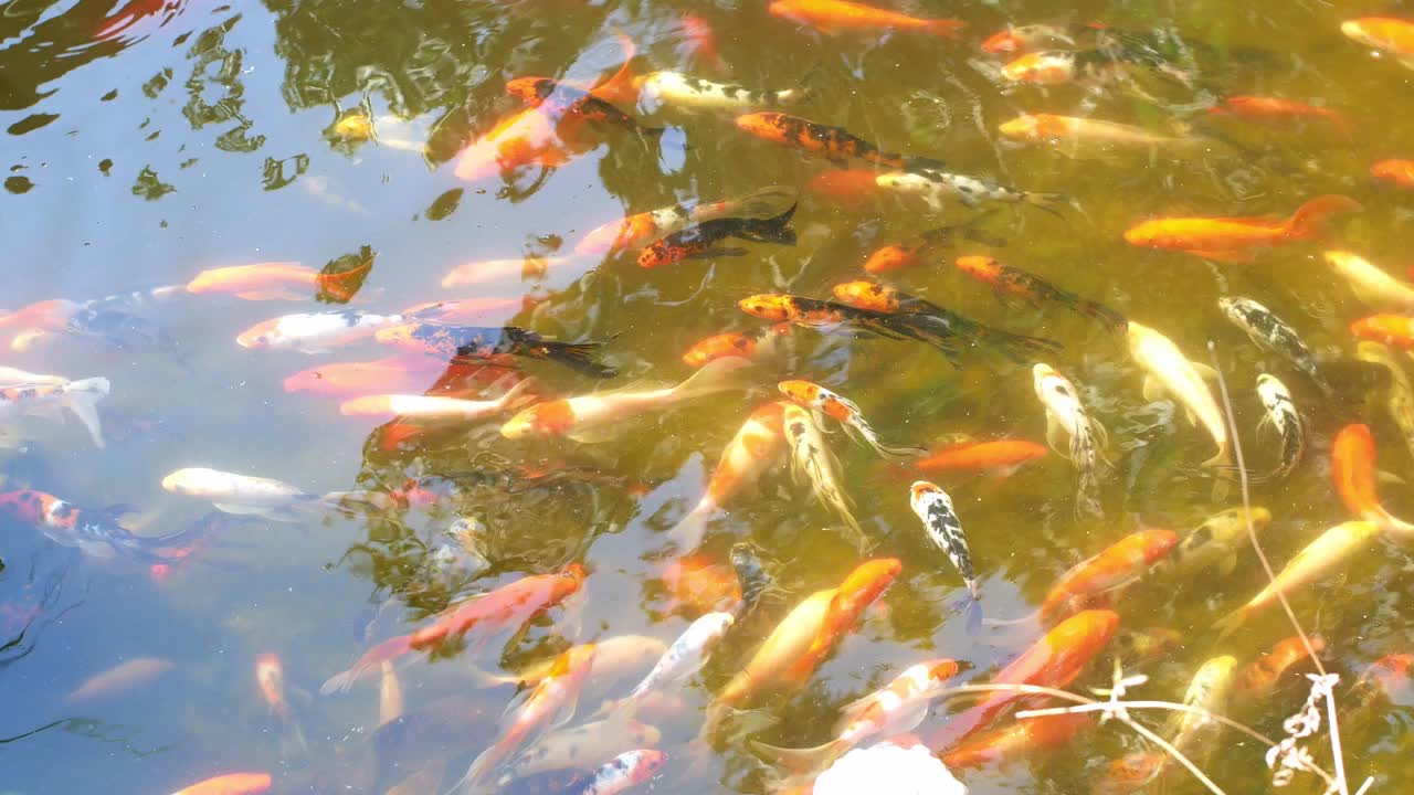 池塘里有鱼。花式鲤鱼或锦鲤在池塘里游泳。视频素材