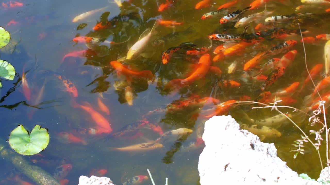 池塘里有鱼。花式鲤鱼或锦鲤在池塘里游泳。视频素材