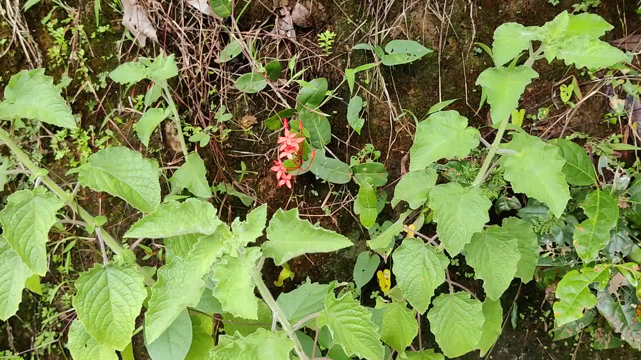 丛林天竺葵(Chethi花)或伊克ora coccinea红色花之间的绿色叶子的特写镜头。视频素材