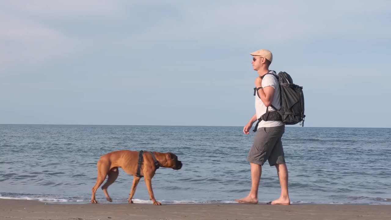 一个旅行家带着他的拳击犬在海滩上散步视频素材