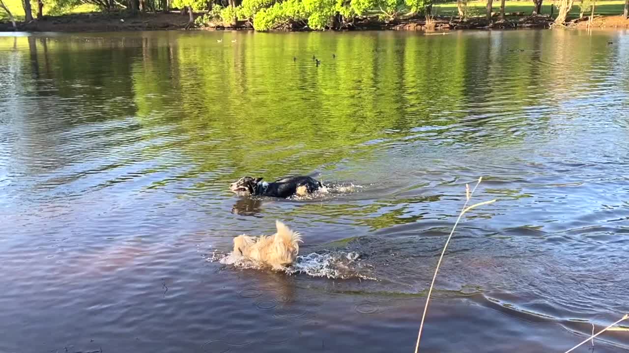 狗在池塘里游泳视频素材