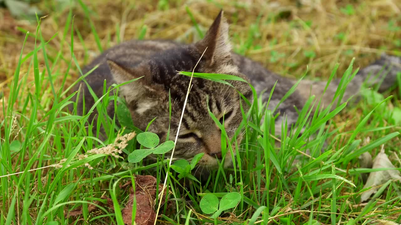 灰条纹猫躺着吃草视频素材