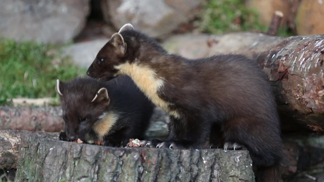 派恩马滕斯(Pine Martens)，苏格兰视频素材