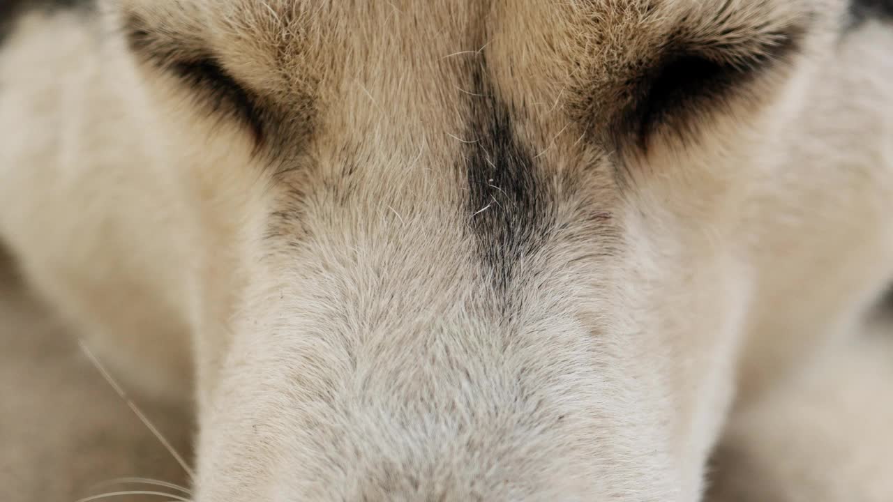 西伯利亚哈士奇犬的眼睛正盯着摄像机。视频素材