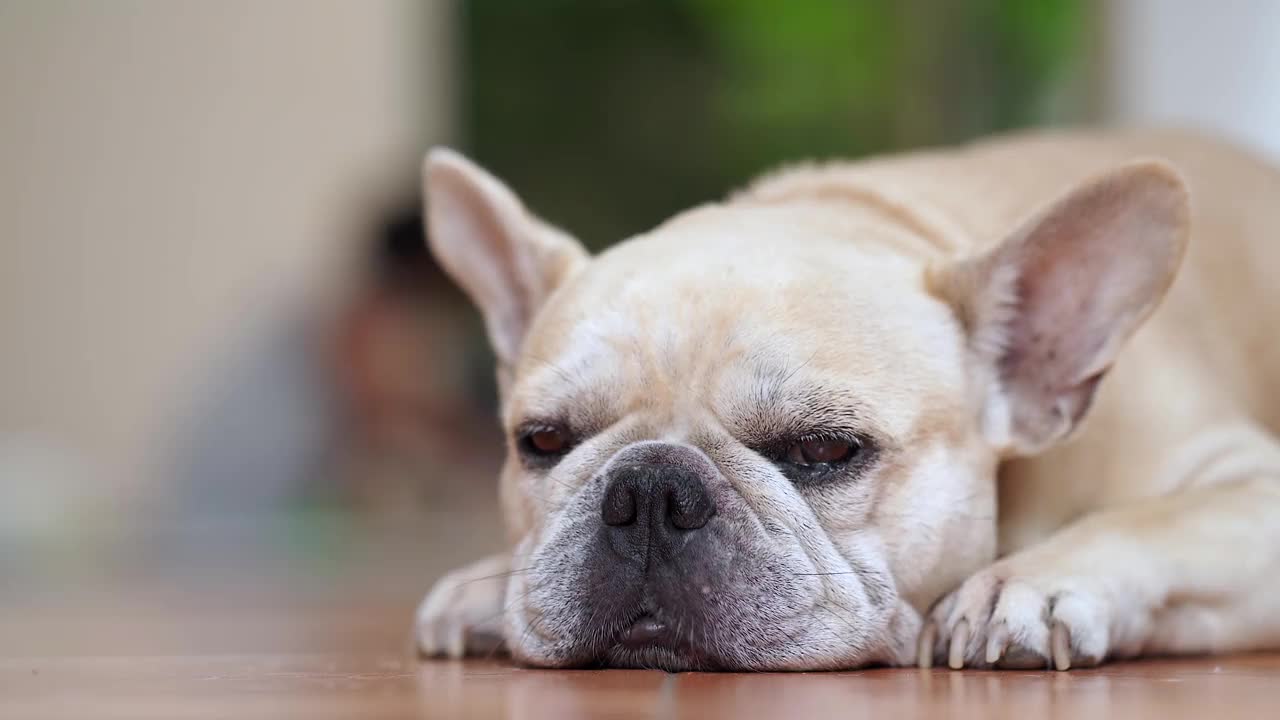 可爱的法国斗牛犬躺在室内。视频素材