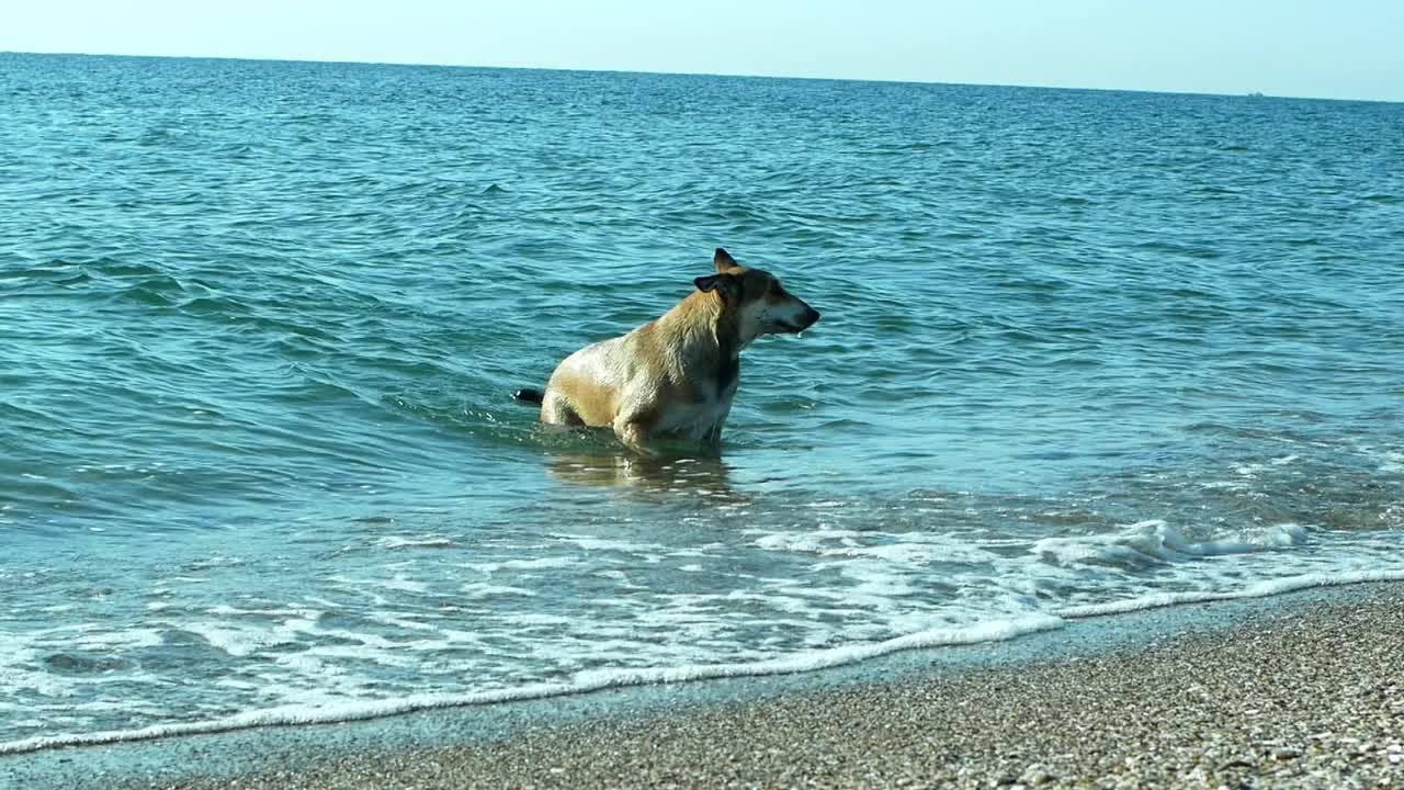 一只漂亮的狗在海里游泳。狗在假期里在水里游泳。视频素材