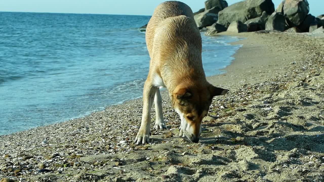 一只漂亮的狗在海里游泳。狗在假期里在水里游泳。视频素材