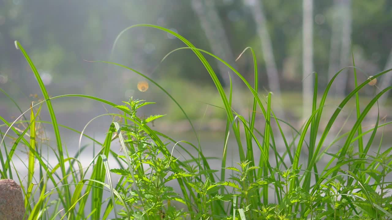 长草在风中摇摆，慢镜头180fps视频素材