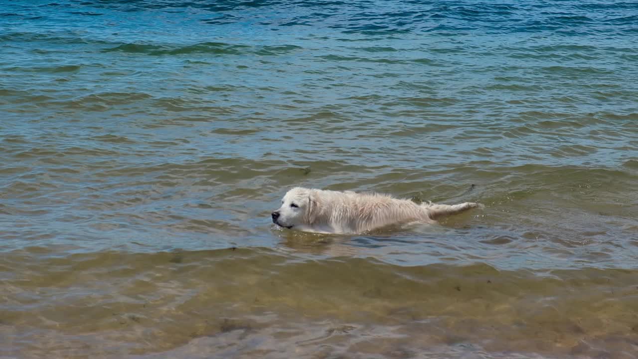 一只拉布拉多在海里游泳。狗在水里玩。湿毛视频素材