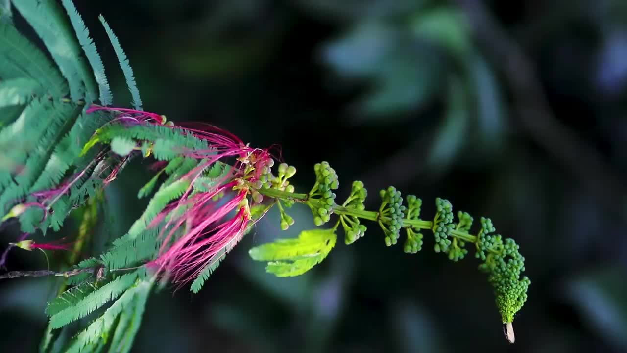 花蕾和开放的花在风中摇曳视频素材