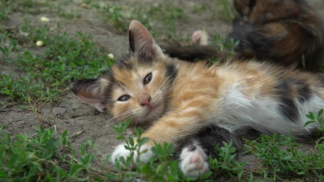 小可爱的三色小猫躺在近距离视频素材