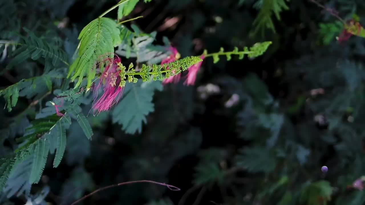 花蕾和开放的花在风中摇曳视频素材