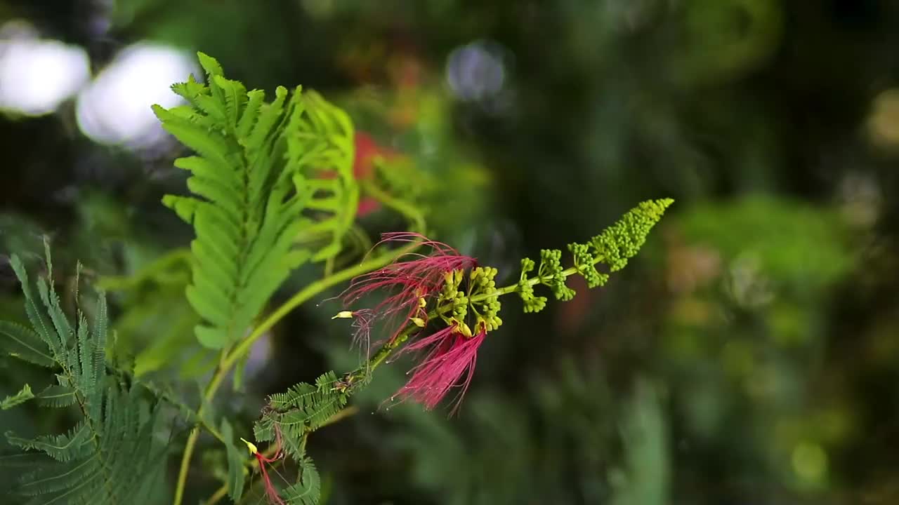 花蕾和开放的花在风中摇曳视频下载