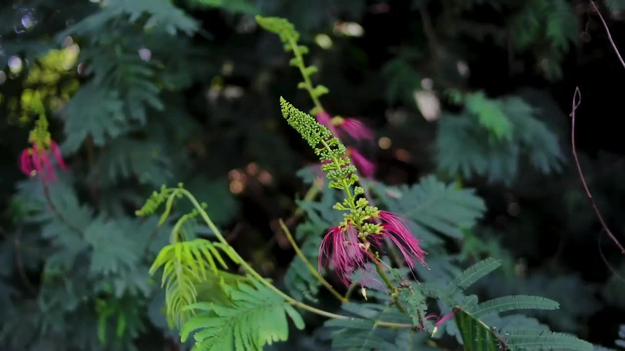 花蕾和开放的花在风中摇曳视频素材