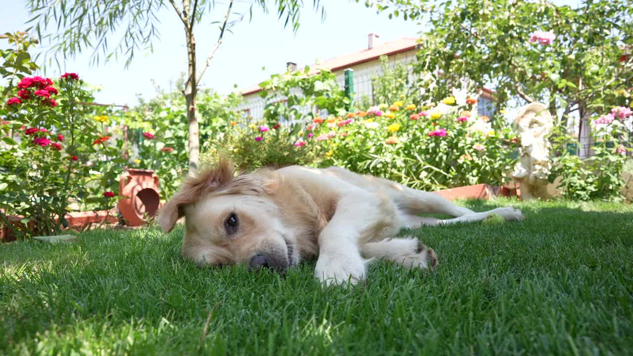 快乐的金毛寻回犬坐在前院或后院的草地上。视频素材