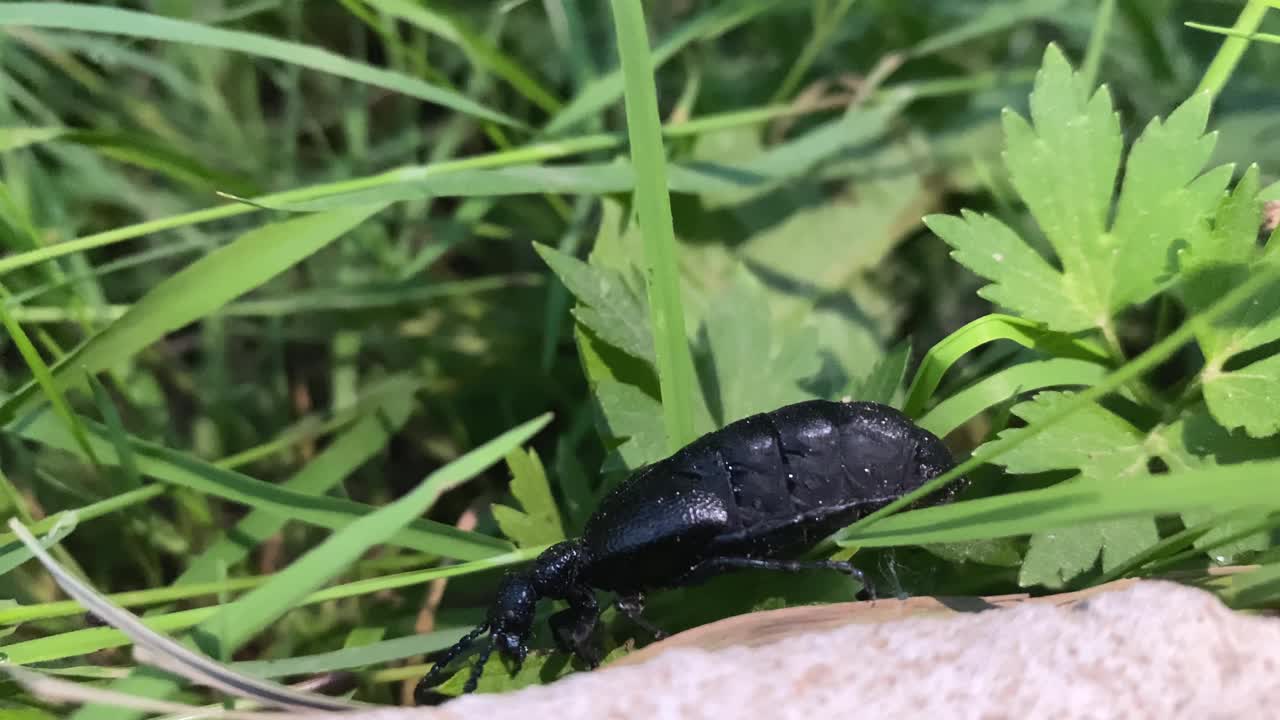 一只长着长胡须和爪子的黑色树皮甲虫在草地上爬行视频素材