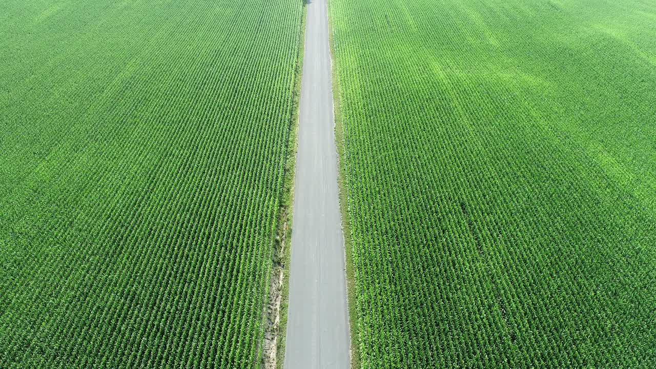 乡村公路和玉米地的航拍视频素材