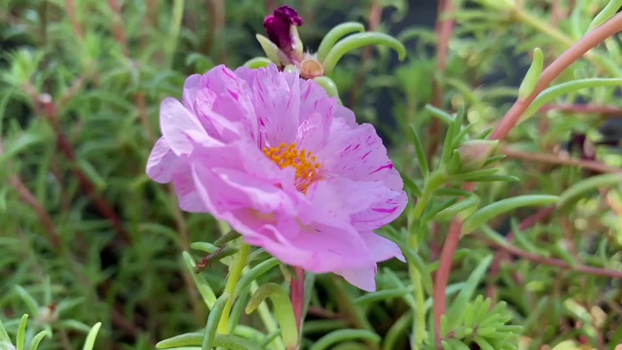 大马齿苋是一种多肉的开花植物，常种植在花园中。它有许多常见的名字，包括玫瑰苔、11点钟、墨西哥玫瑰、苔藓玫瑰、太阳玫瑰、岩石玫瑰和苔藓玫瑰马齿苋。它是小的，快速生长的一年生植物视频素材