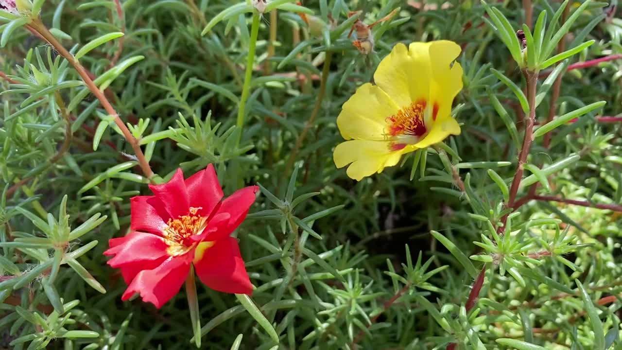 大马齿苋是一种多肉的开花植物，常种植在花园中。它有许多常见的名字，包括玫瑰苔、11点钟、墨西哥玫瑰、苔藓玫瑰、太阳玫瑰、岩石玫瑰和苔藓玫瑰马齿苋。它是小的，快速生长的一年生植物视频素材