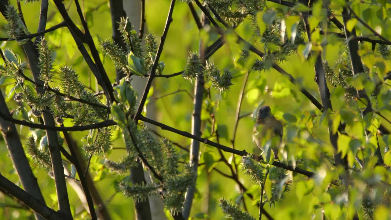 白俄罗斯春天的苍头燕雀视频素材