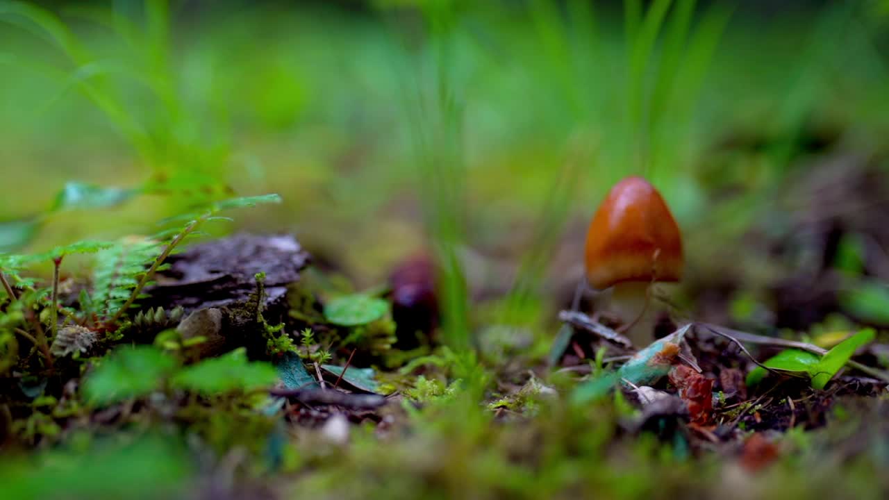 森林里生长着新鲜的蘑菇，一个下雨天视频素材