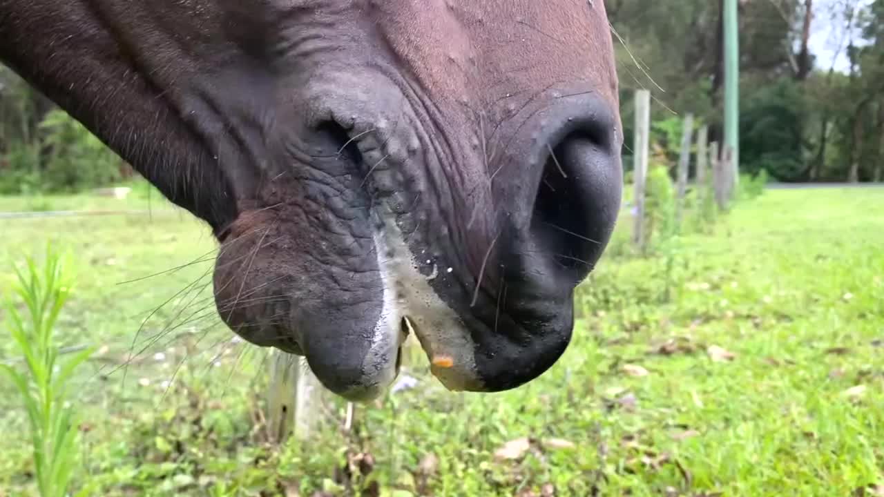 马嘴里吃苹果起泡视频素材