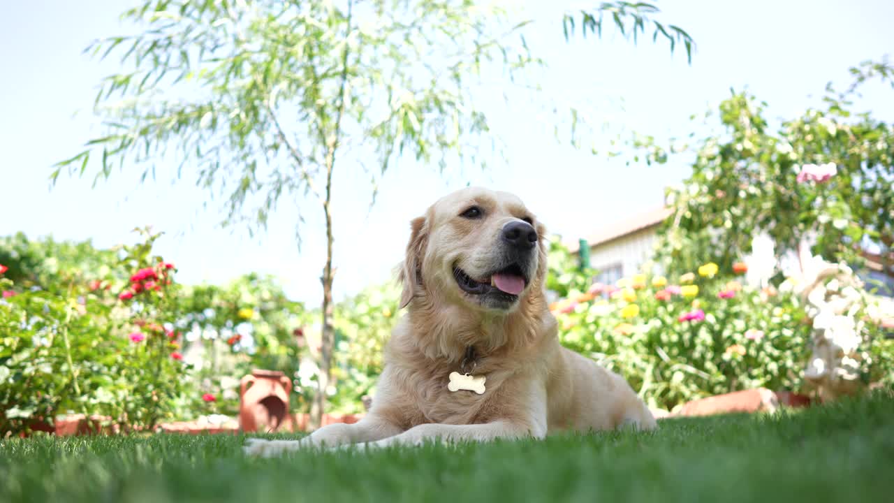 快乐的金毛寻回犬坐在前院或后院的草地上。视频素材