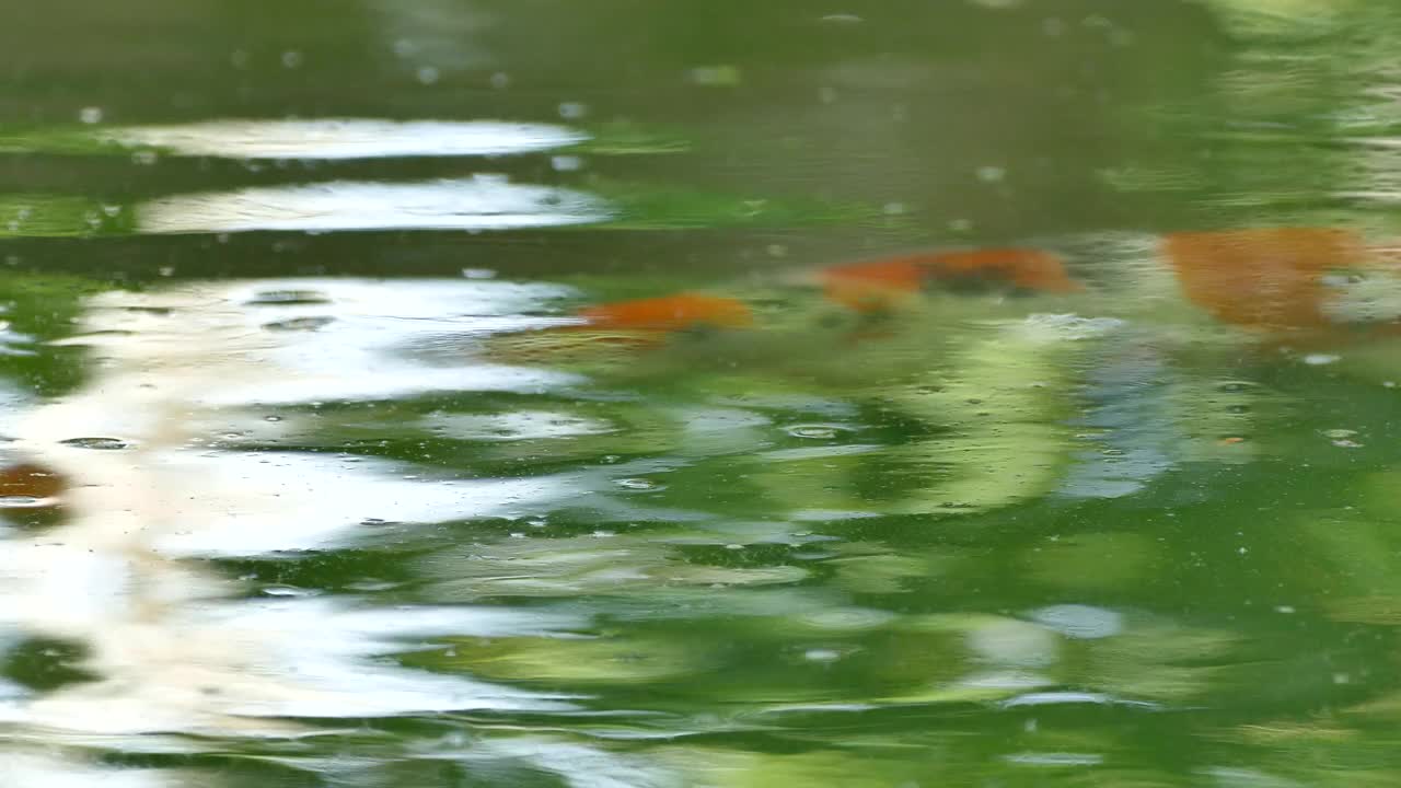 锦鲤鱼在池塘里游泳视频素材