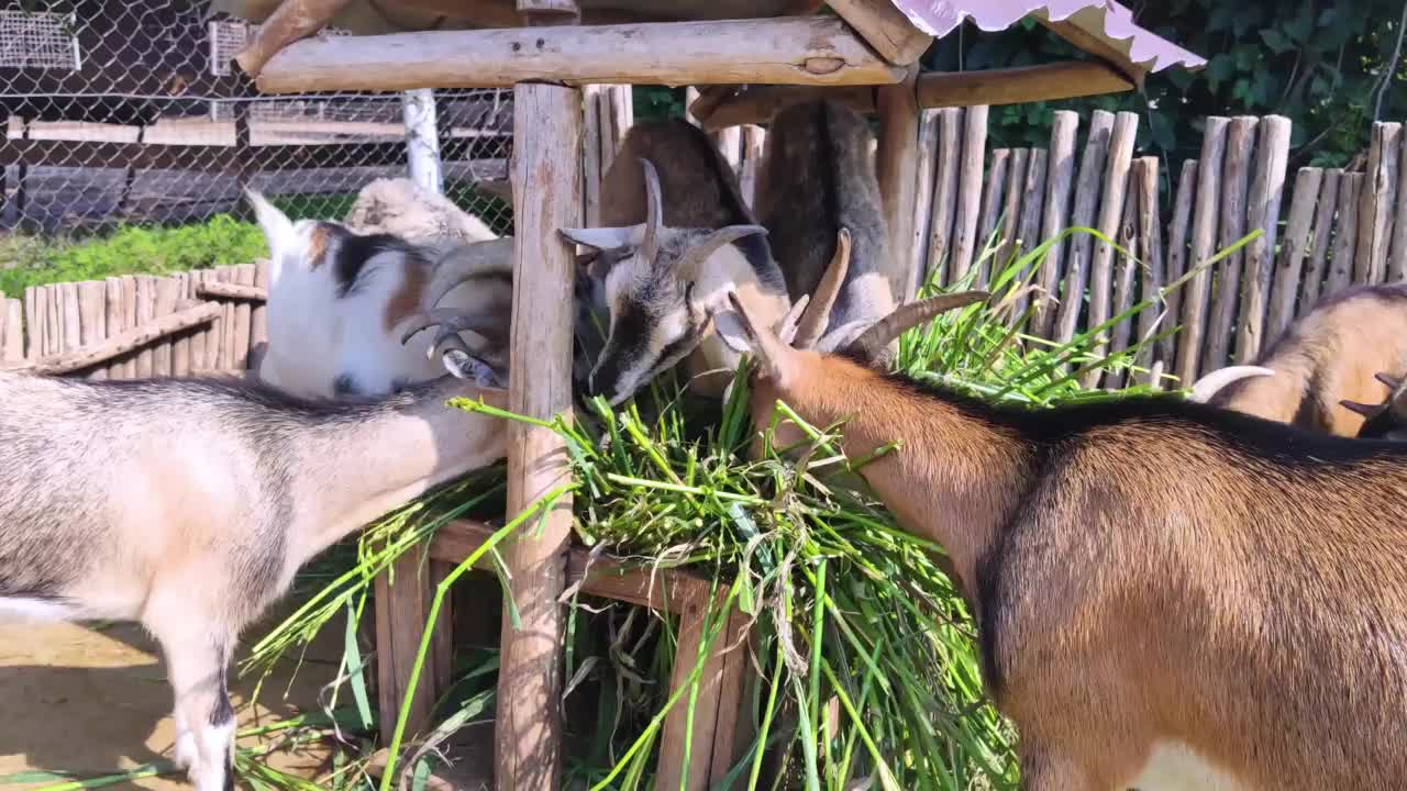 宠物动物园喂山羊的特写镜头。幼兽和老兽生活在一个圈地里。绵羊和山羊在一起。喂养莎草。铁的有蹄类动物。视频素材