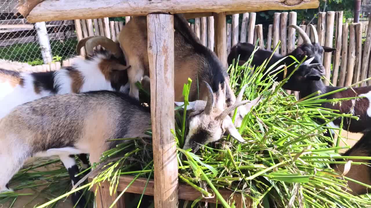 宠物动物园喂山羊的特写镜头。幼兽和老兽生活在一个圈地里。绵羊和山羊在一起。喂养莎草。铁的有蹄类动物。视频素材