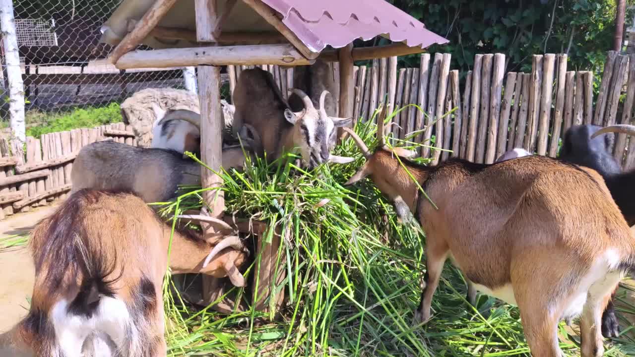 宠物动物园喂山羊的特写镜头。幼兽和老兽生活在一个圈地里。绵羊和山羊在一起。喂养莎草。铁的有蹄类动物。视频素材