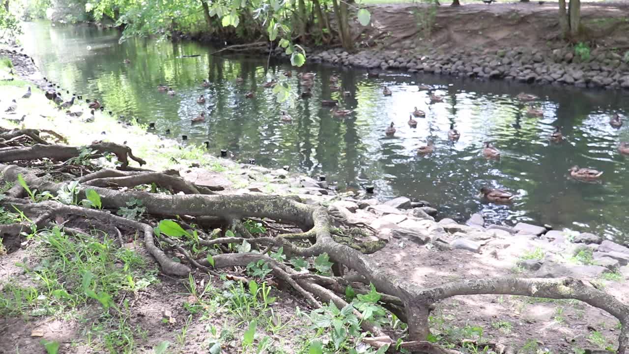 鸭子在湖里游泳。视频素材