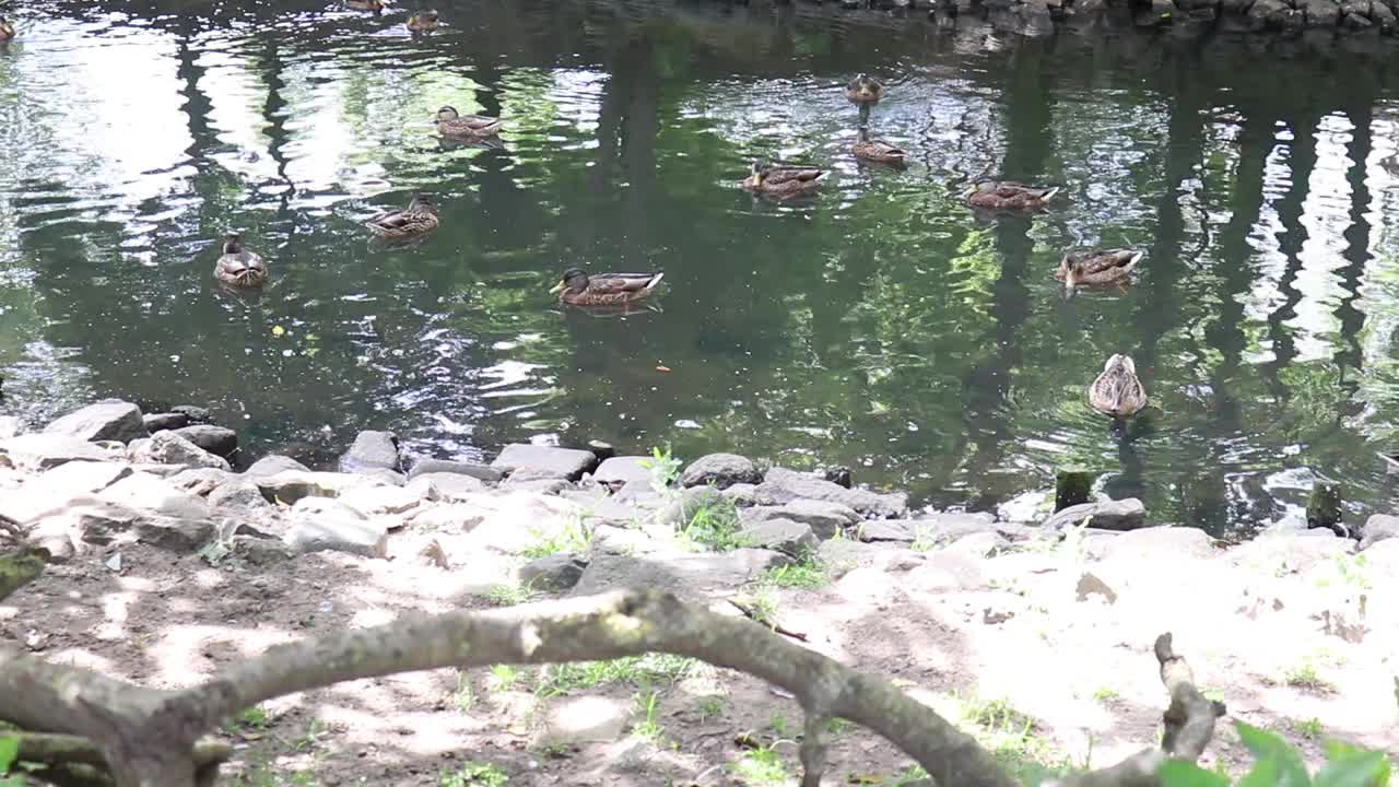 鸭子在湖里游泳。视频素材