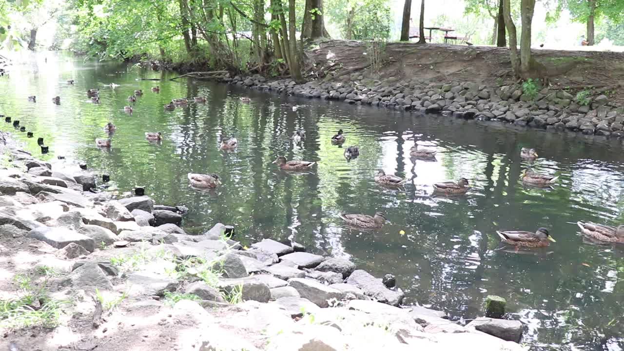 鸭子在湖里游泳。视频素材