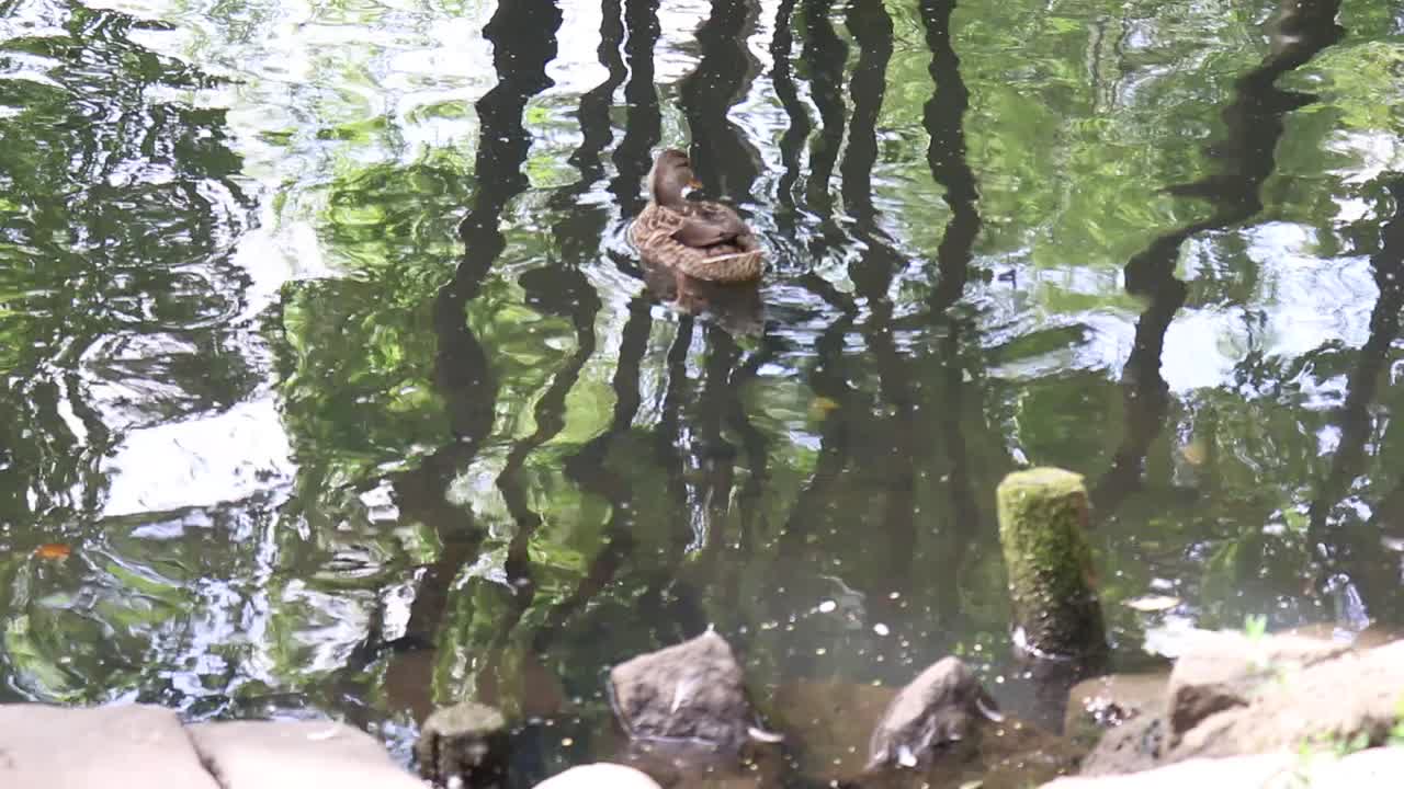 鸭子在湖里游泳。视频素材