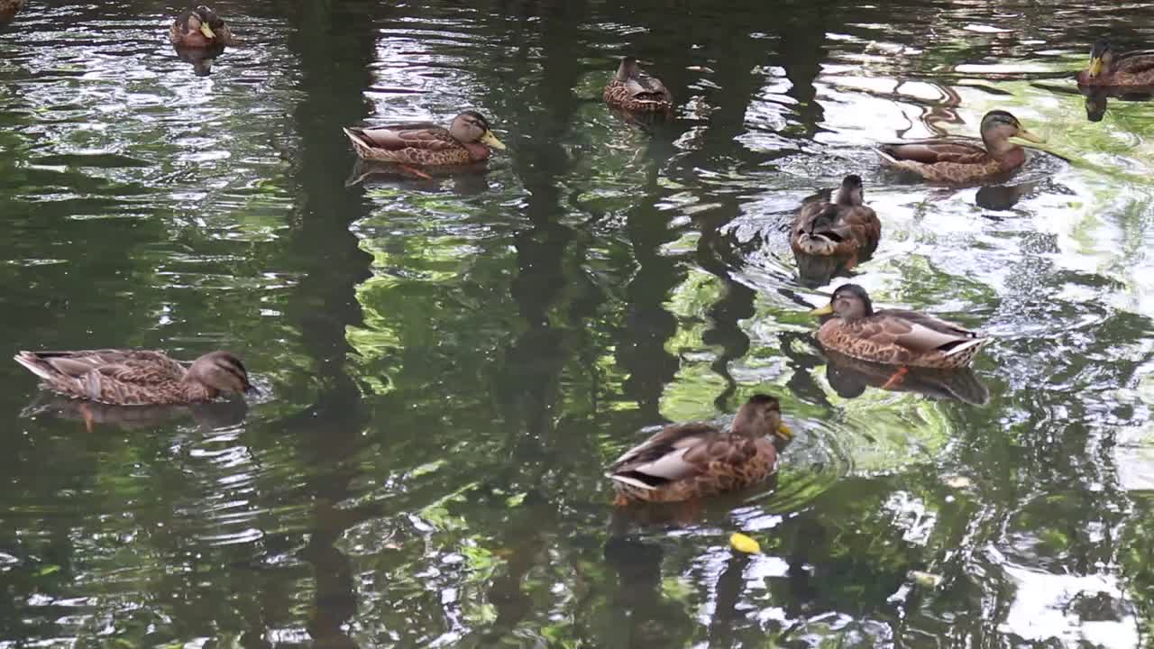 鸭子在湖里游泳。视频素材