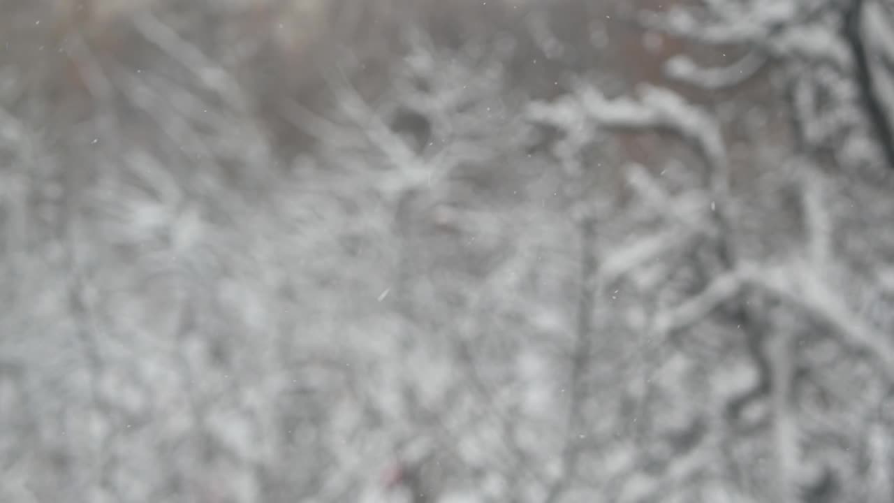 洁白的雪花飘落在冬天，圣诞雪花飘落在冬天。视频素材