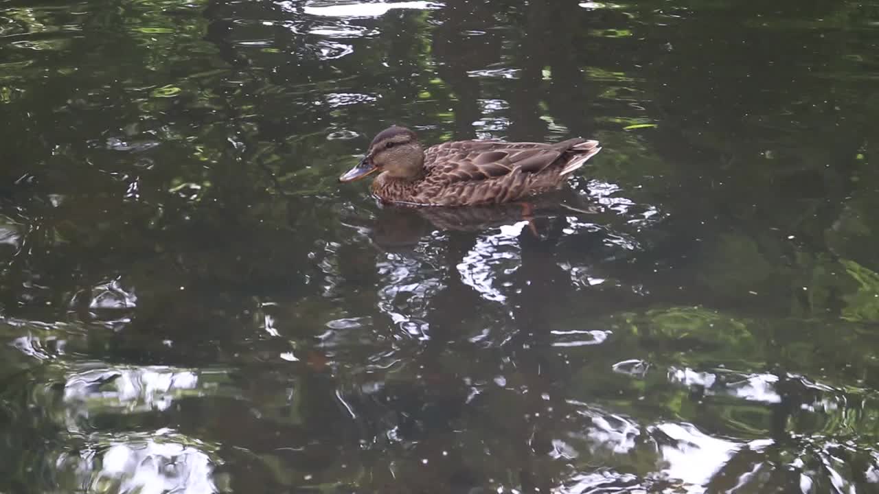 鸭子在湖里游泳。视频素材