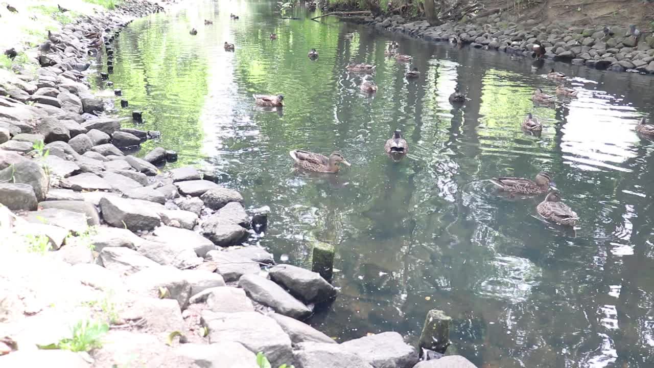 鸭子在湖里游泳。视频素材