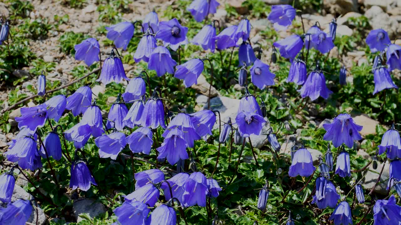 蓝色钟形花盛开(钟形花)。奥地利阿尔卑斯山视频素材