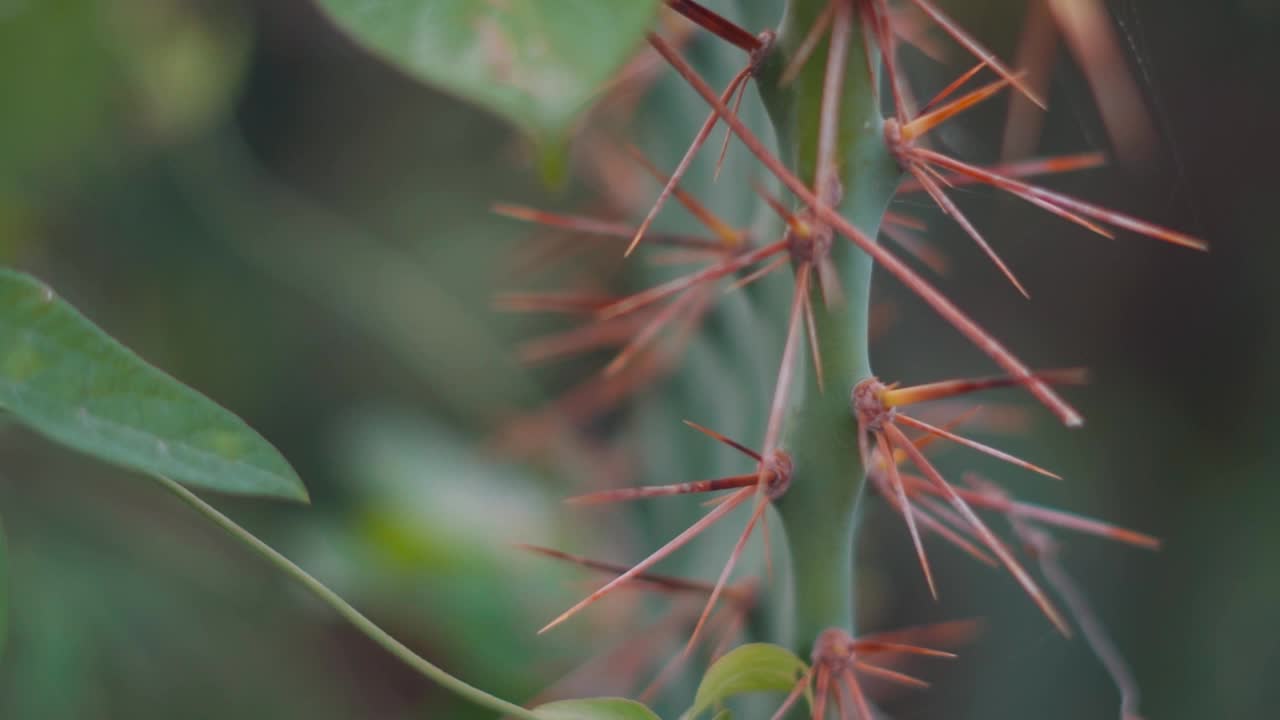 仙人掌上的刺的特写镜头视频素材