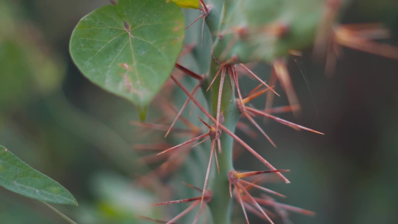 仙人掌上的刺的特写镜头视频素材