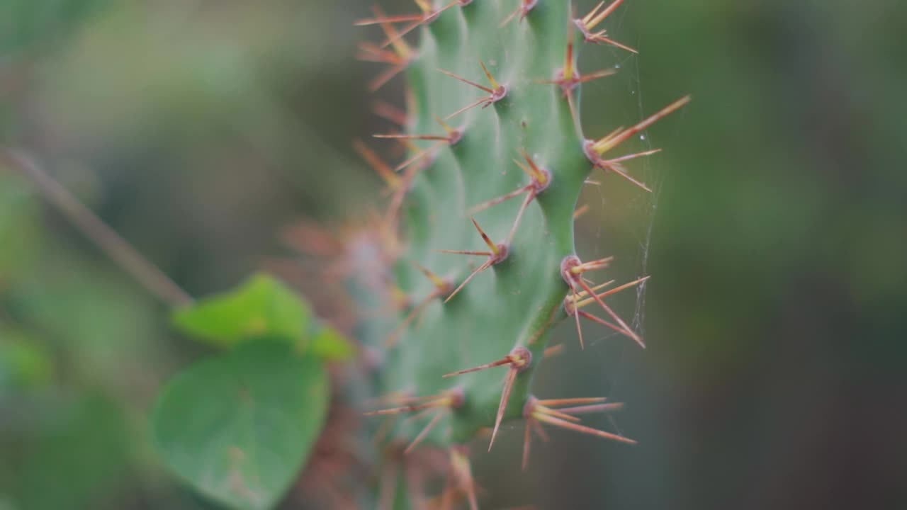 仙人掌上的刺的特写镜头视频素材