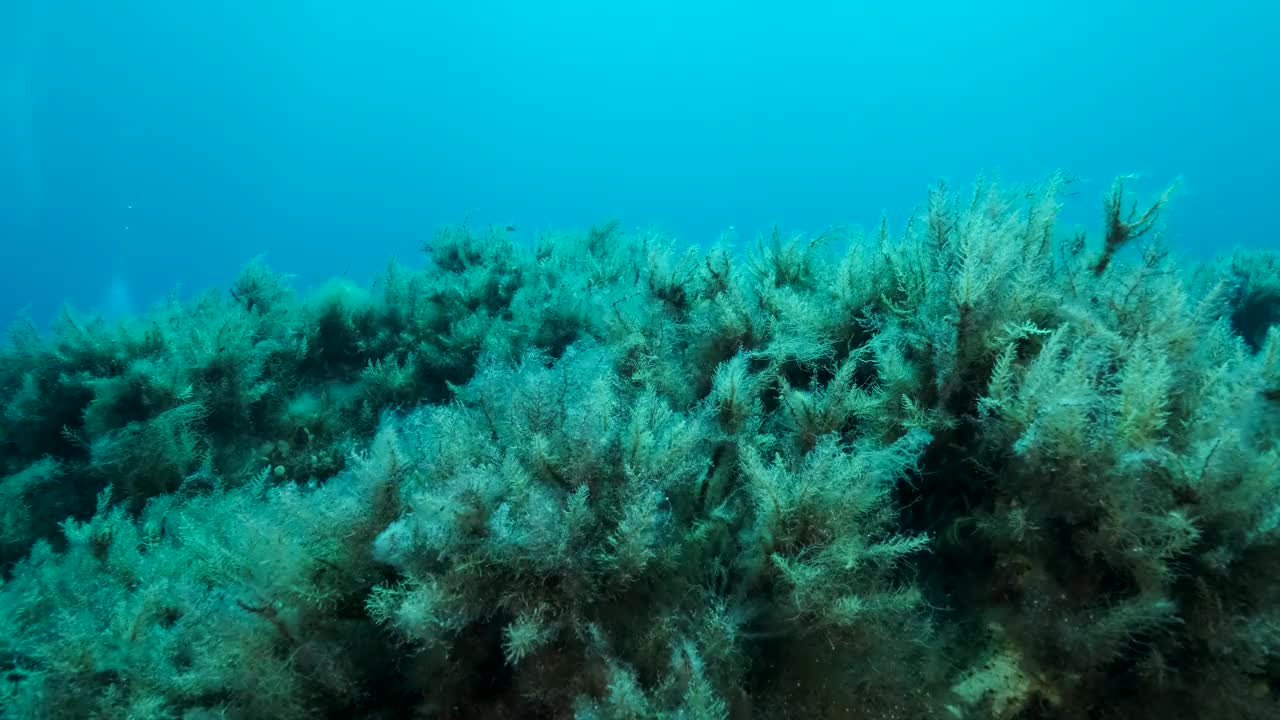 布满岩石的海床上覆盖着棕色海藻(囊藻)。摄像机在海底向前移动。4K - 60帧。典型的，天然的地中海水下海景，塞浦路斯视频素材