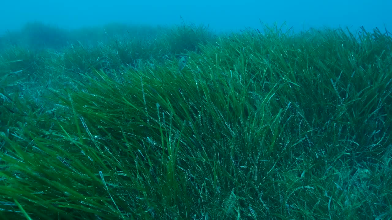 郁郁葱葱的海草，上青色的海水背景。相机向前移动在绿色海草地中海绦草或海王星草(Posidonia)。4K - 60帧。地中海、塞浦路斯视频素材