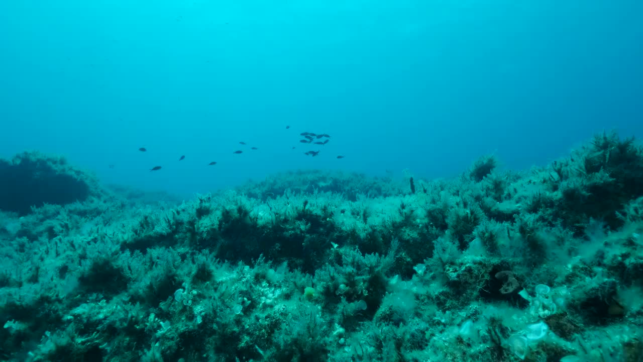 一群幼年地中海染色鱼(chromis chromis)游过覆盖着棕色海藻(Cystoseira)的岩石海床。摄像机在海底向前移动。4K - 60帧。典型的，天然的地中海水下海景，塞浦路斯视频素材