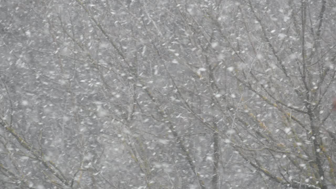 洁白的雪花飘落在冬天，圣诞雪花飘落在冬天。视频素材